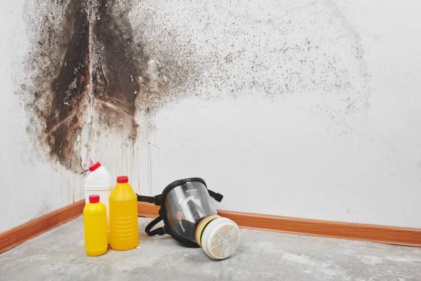 Best Mold Testing  in Jackson, MI