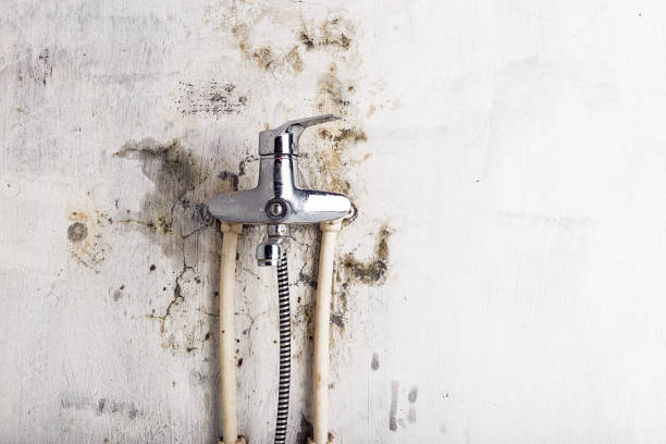 Best Mold Inspection  in Jackson, MI