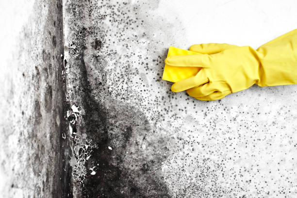 Best Attic Mold Removal  in Jackson, MI