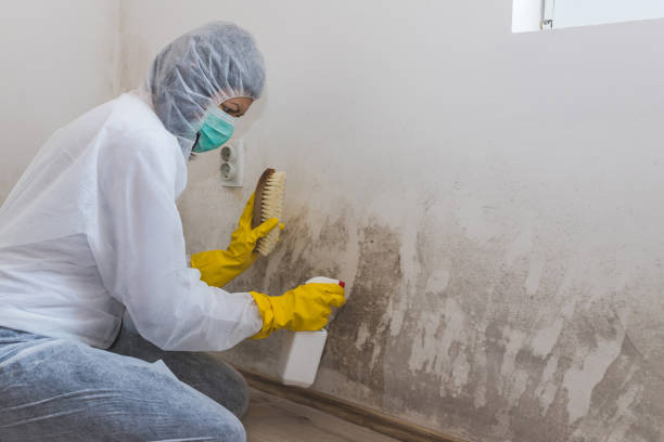 Best Emergency Mold Removal  in Jackson, MI