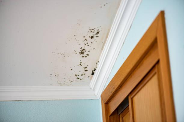 Best Mold Damage Repair  in Jackson, MI