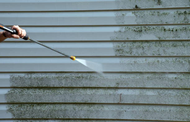 Best Toxic Mold Removal  in Jackson, MI