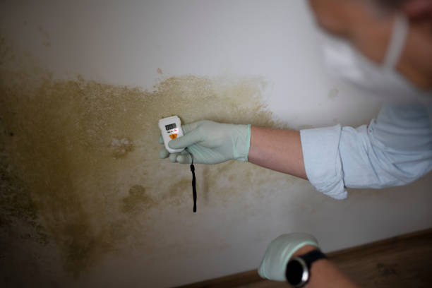 Best Black Mold Removal  in Jackson, MI