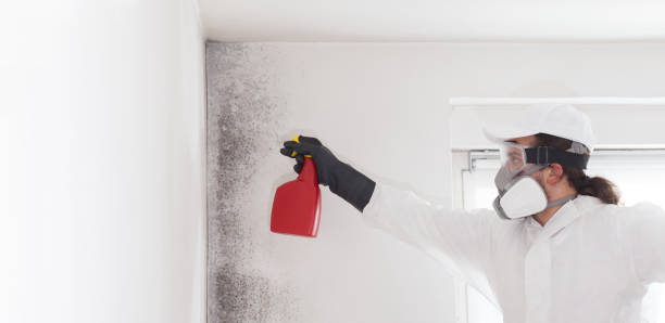Best Attic Mold Removal  in Jackson, MI