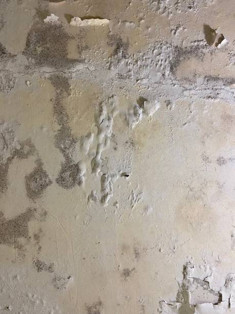 Best Home Mold Removal  in Jackson, MI