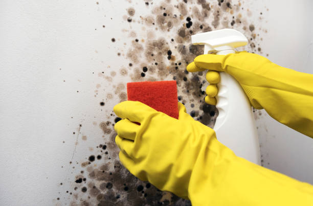 Best Fast Mold Removal  in Jackson, MI