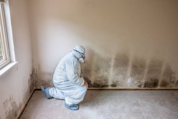 Trusted Jackson, MI Mold Removal Experts