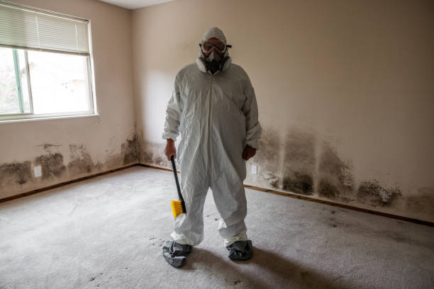 Best Mold Remediation Experts  in Jackson, MI