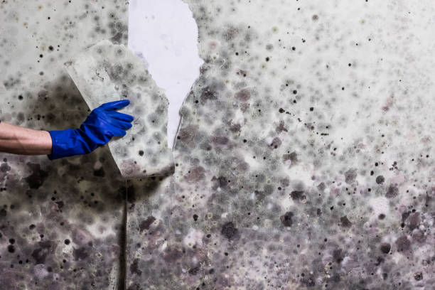 Best Mold Removal Company Near Me  in Jackson, MI