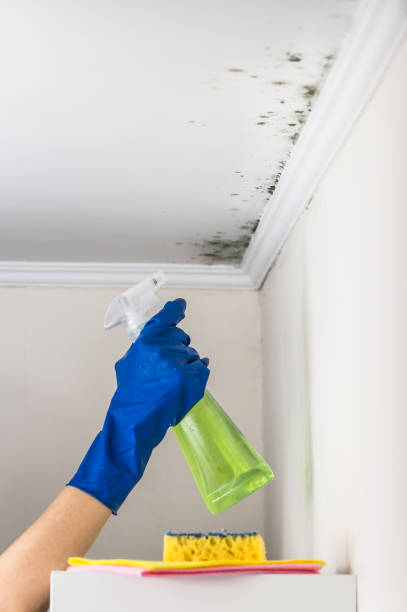 Best Home Mold Removal  in Jackson, MI