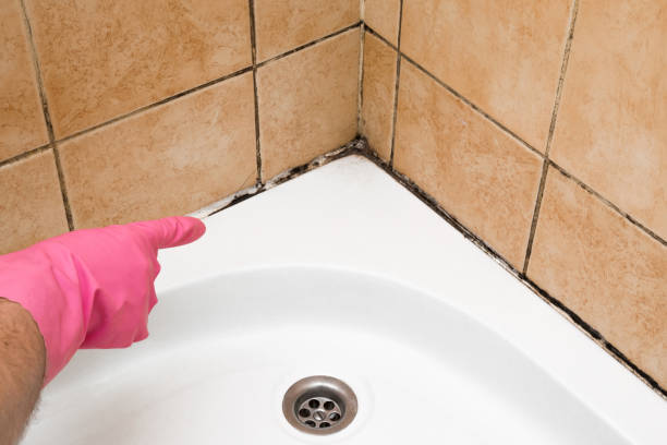 Attic Mold Removal in Jackson, MI
