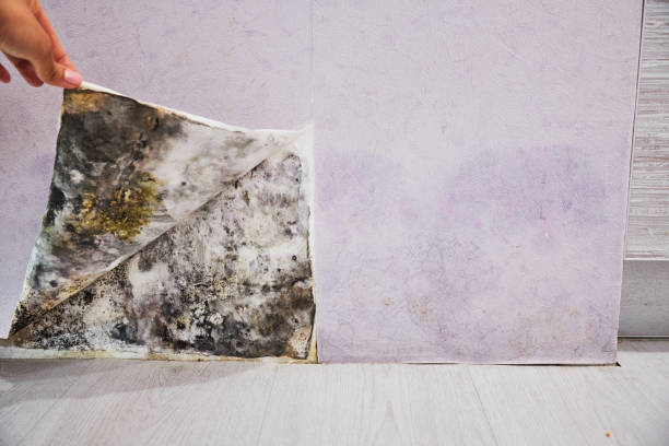 Best Mold Cleaning Services  in Jackson, MI